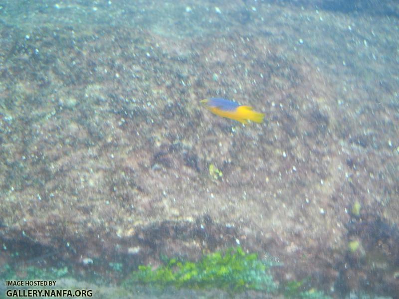 spanish hogfish