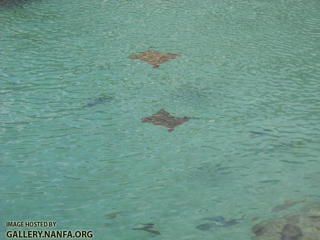 rays swimming