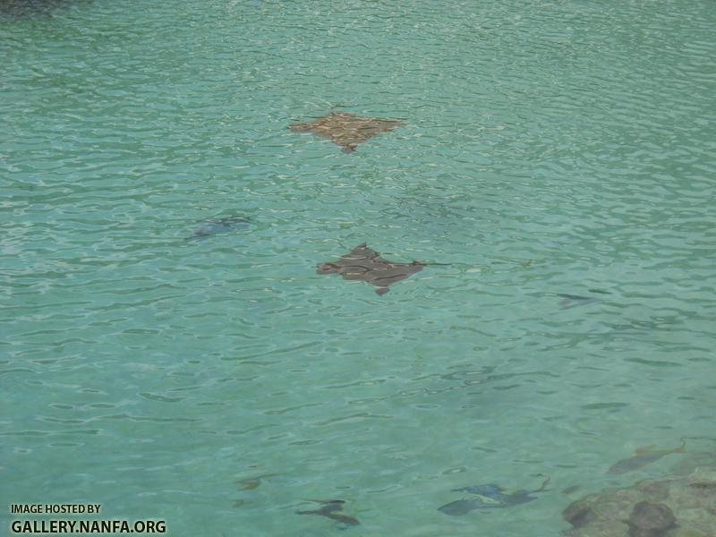 rays swimming