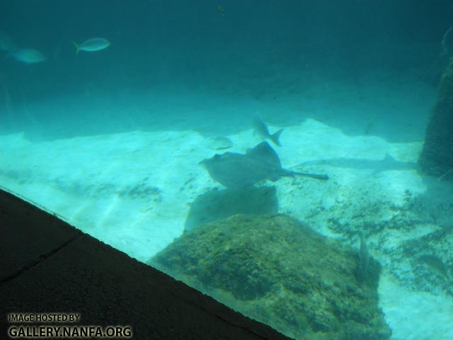 sting ray 1