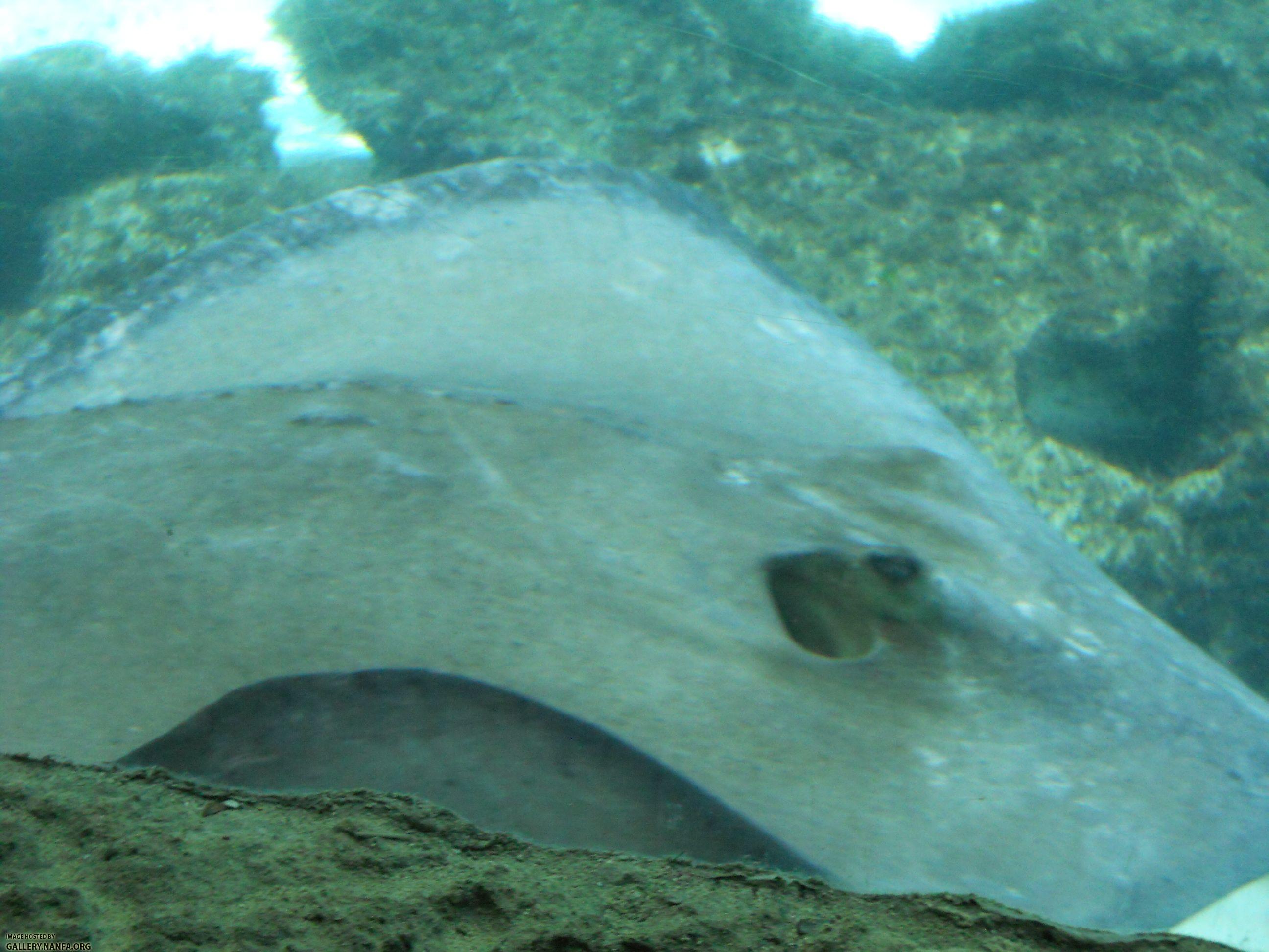 stingray 4