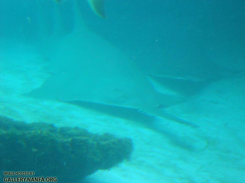 sawfish 1