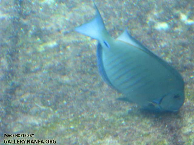 doctorfish