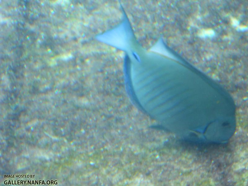 doctorfish