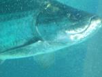 tarpon close up