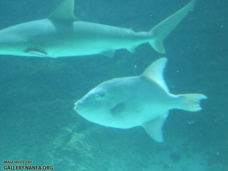 ocean triggerfish