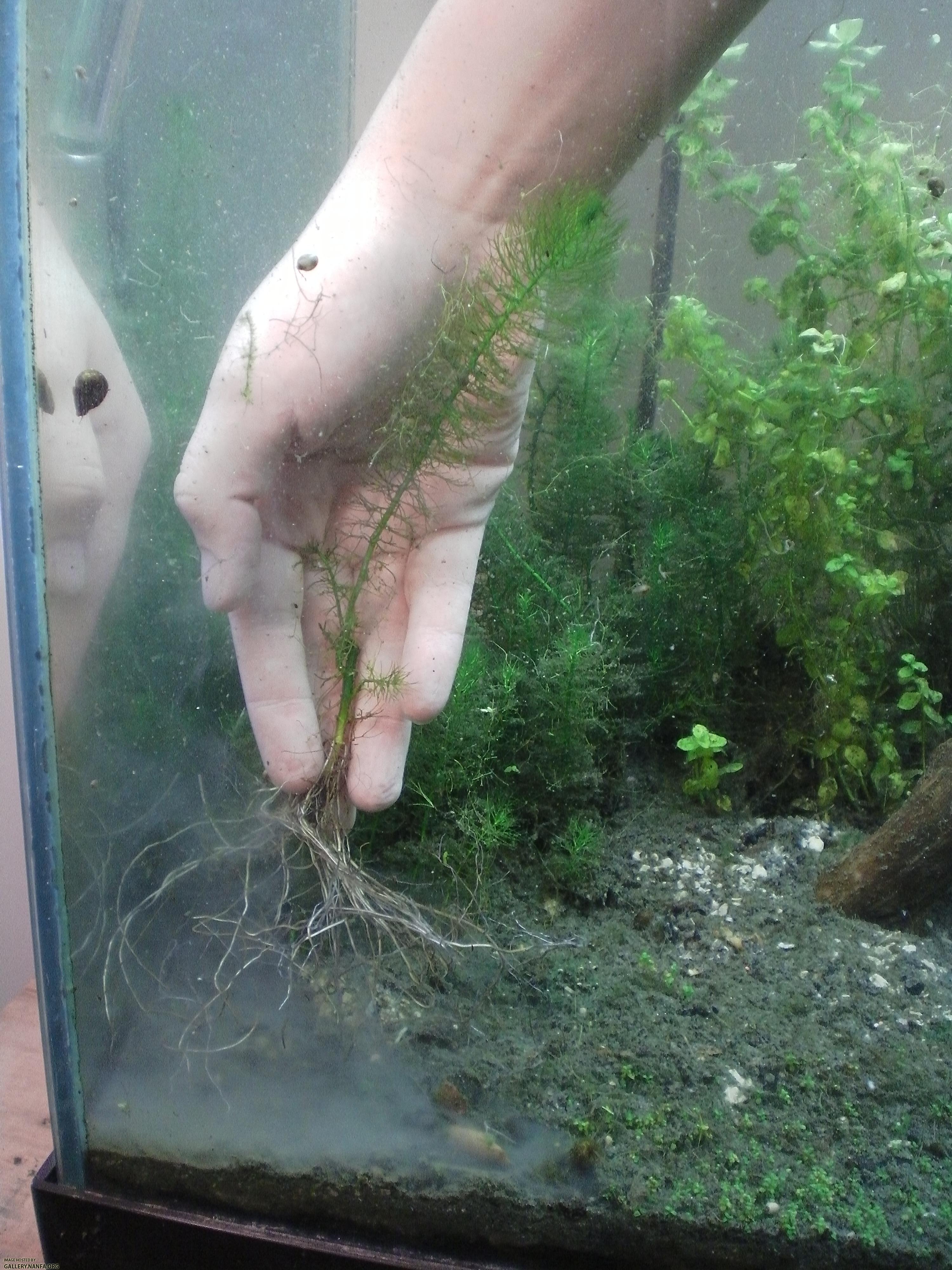 Myriophyllum pinnatum roots in two inches of kitty litter.  