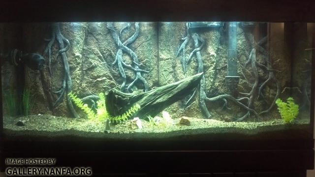 55 gallon native closeup - prefish