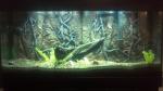 55 gallon native closeup - prefish