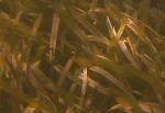 grass bed fish close 2 good