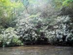 Rhododendron on the Etowah