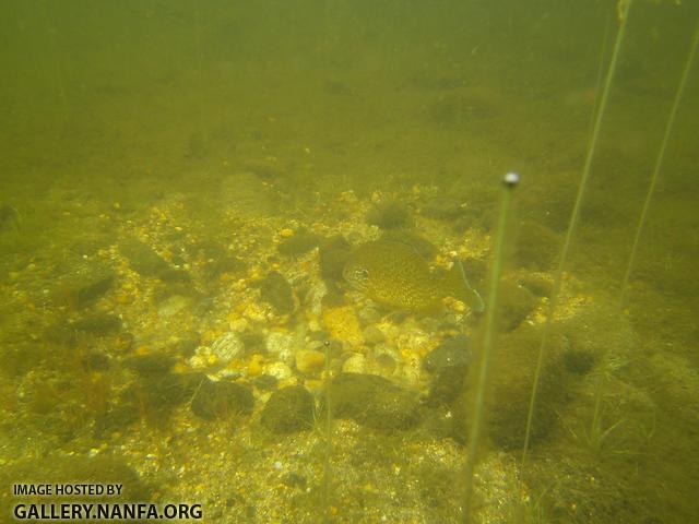 pumpkinseed on nest 8