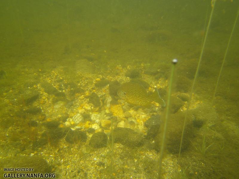 pumpkinseed on nest 8