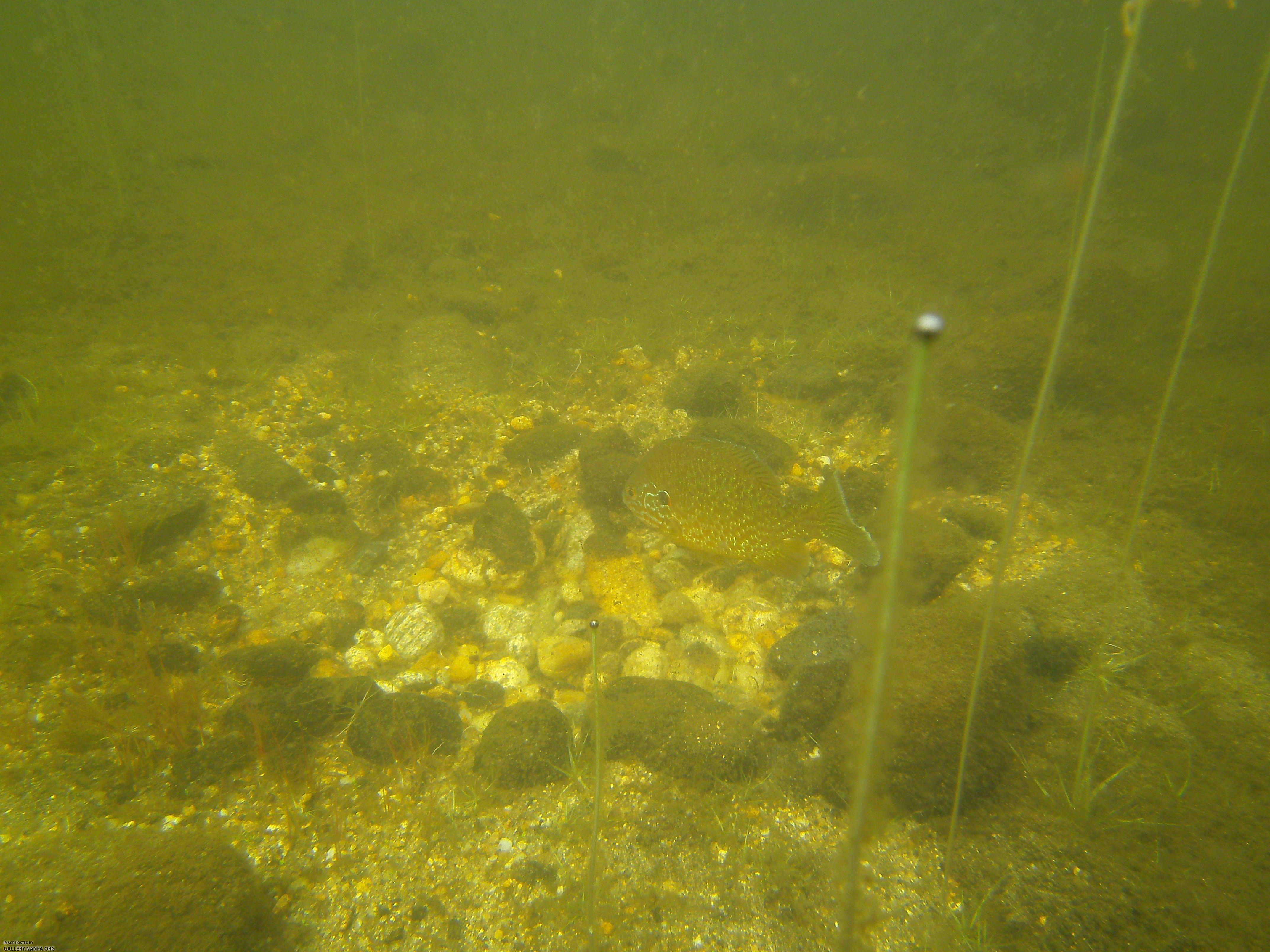 pumpkinseed on nest 8