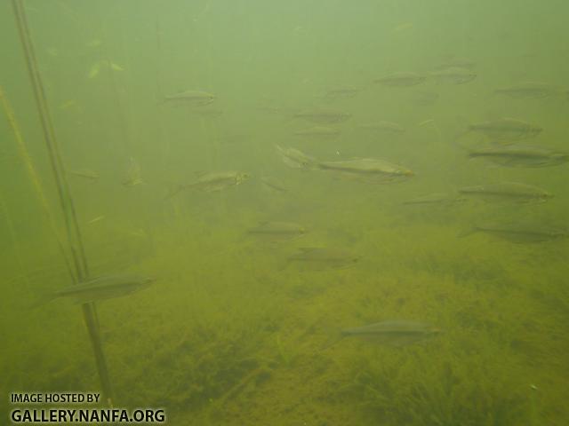 golden shiner 1