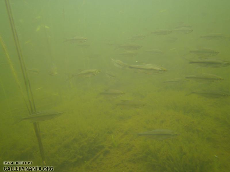 golden shiner 1