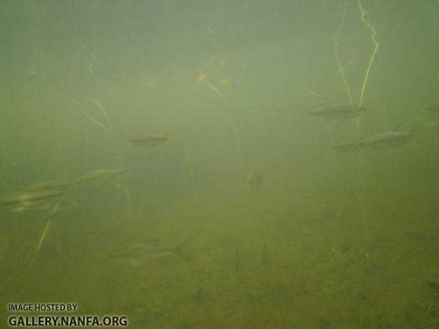 golden shiner 11