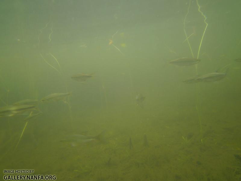 golden shiner 11