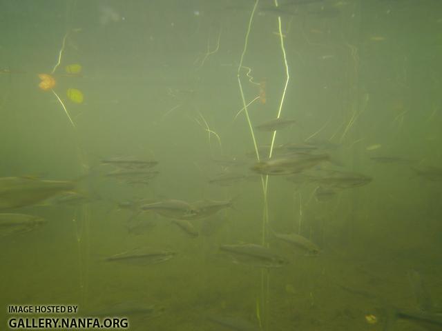 golden shiner 13