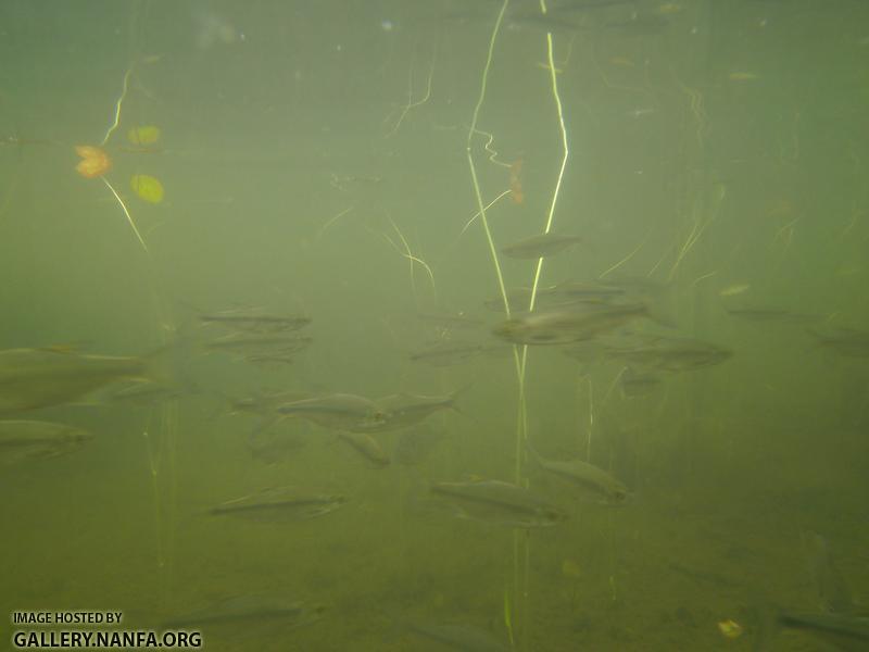 golden shiner 13