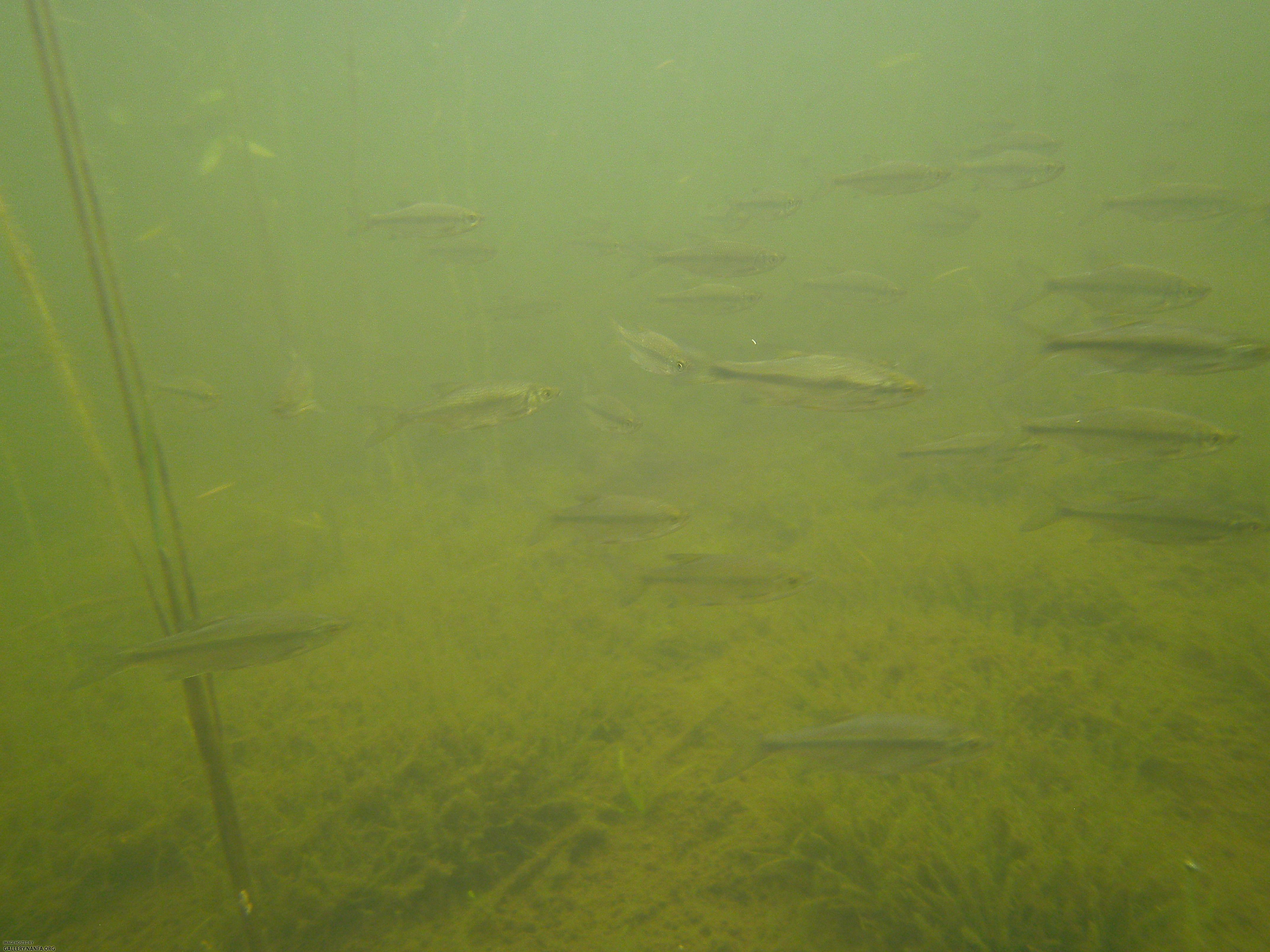 golden shiner 1