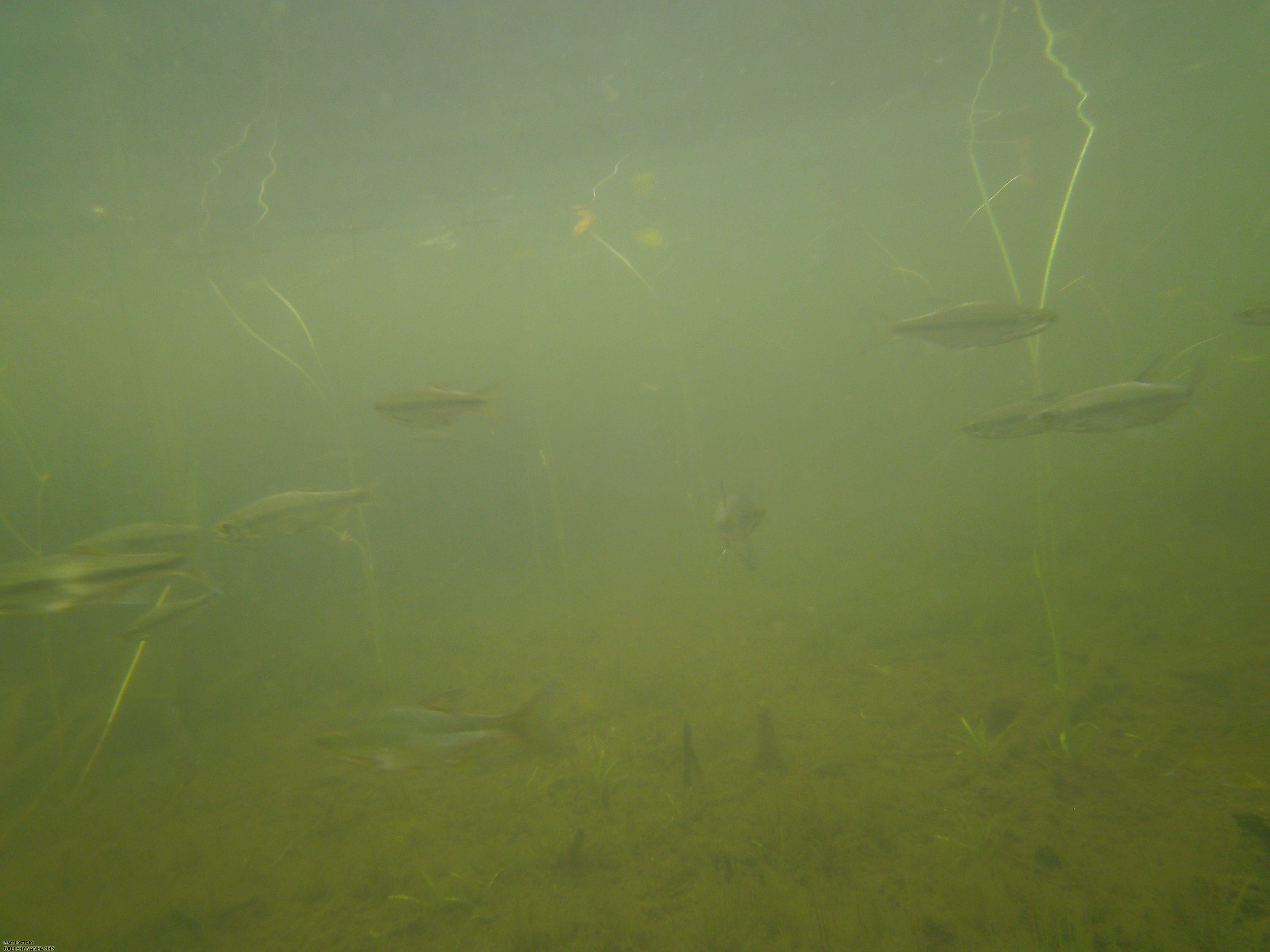 golden shiner 11