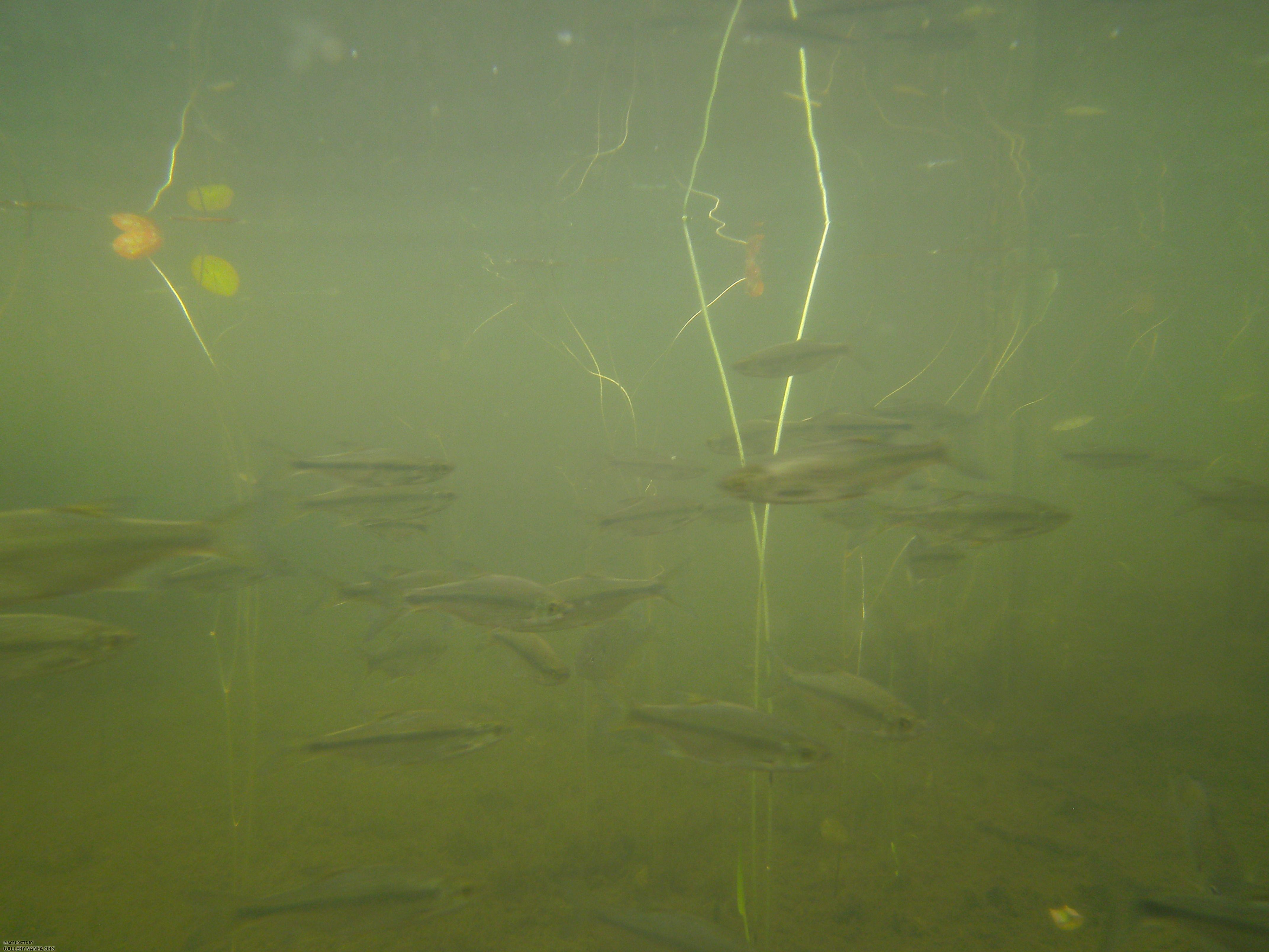 golden shiner 13