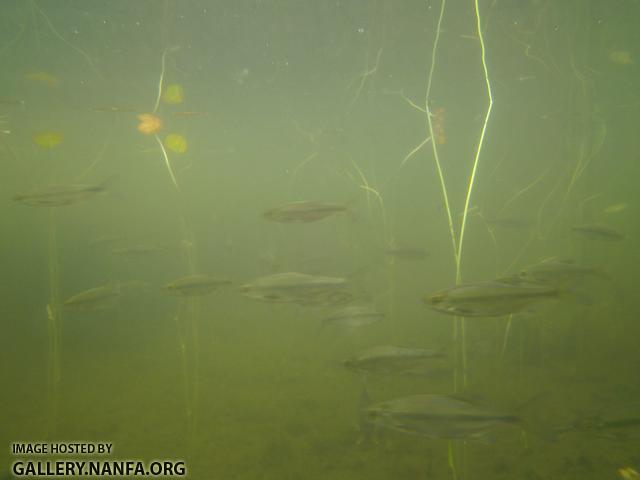 golden shiner 14