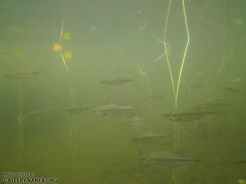 golden shiner 14