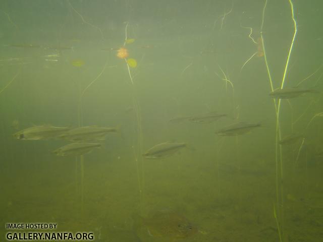 golden shiner 15