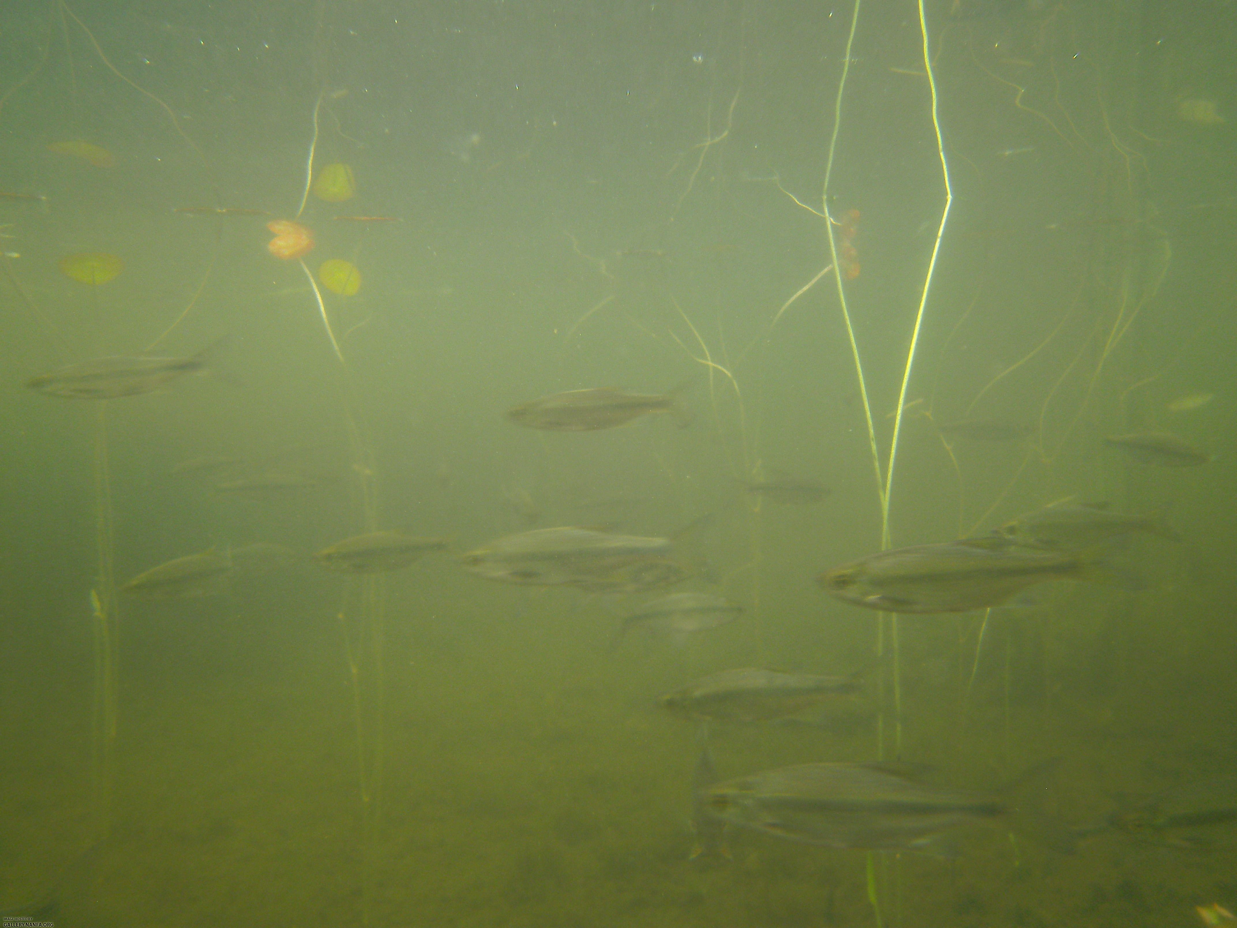 golden shiner 14