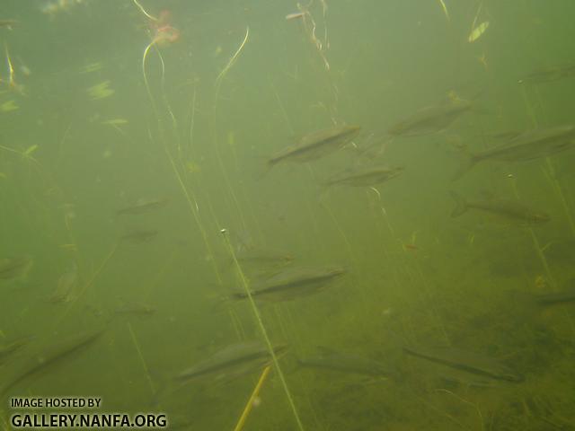 golden shiner 5