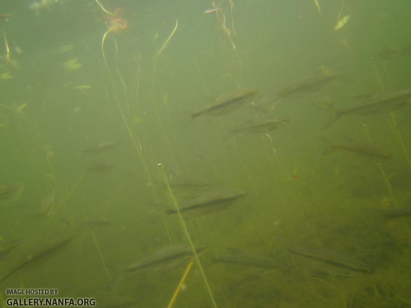 golden shiner 5