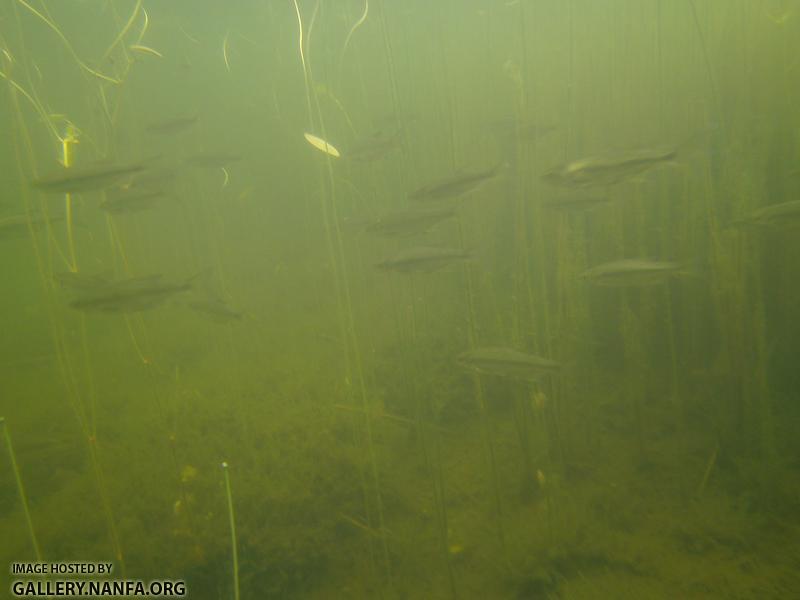 golden shiner 8