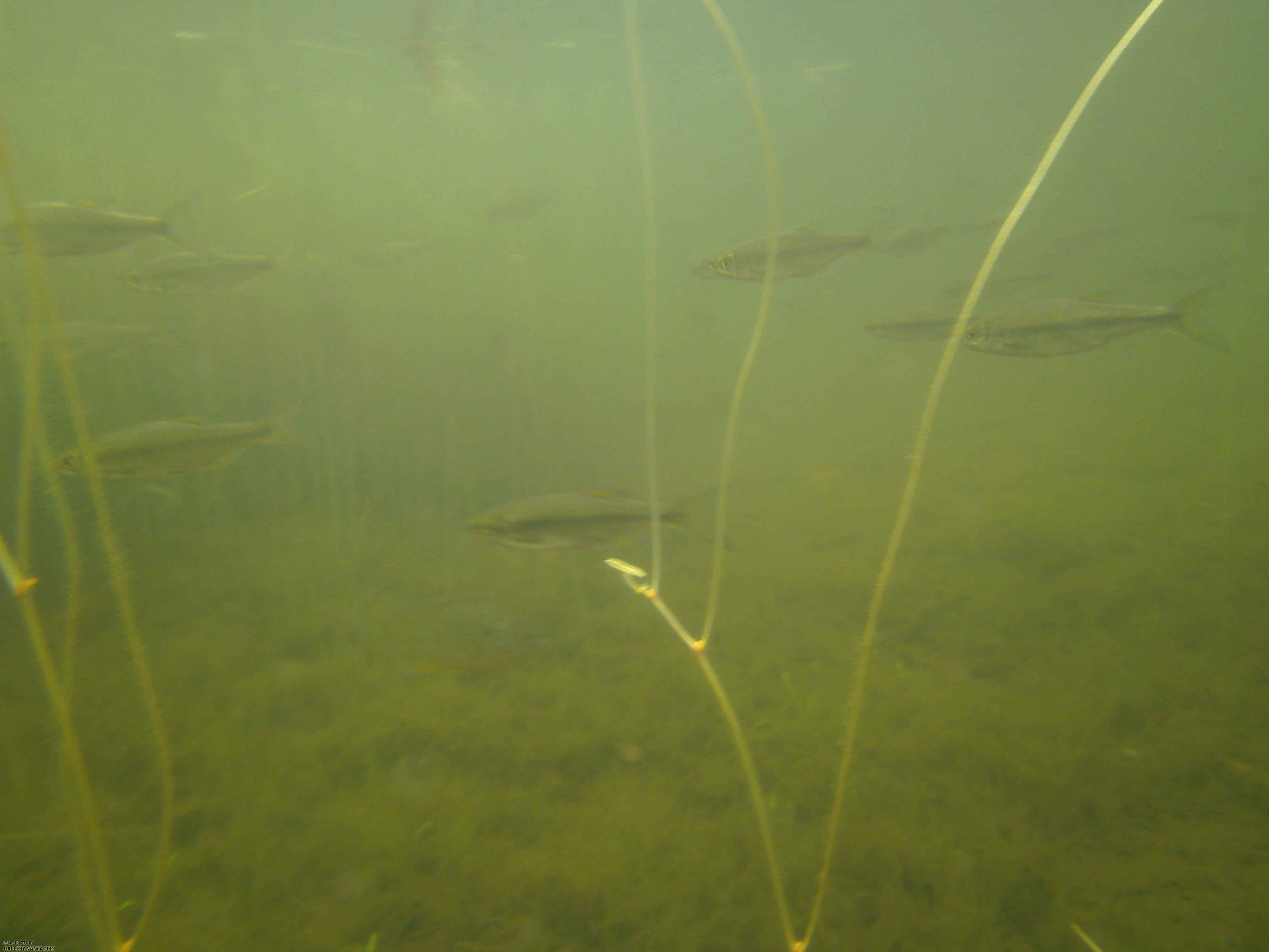 golden shiner 16