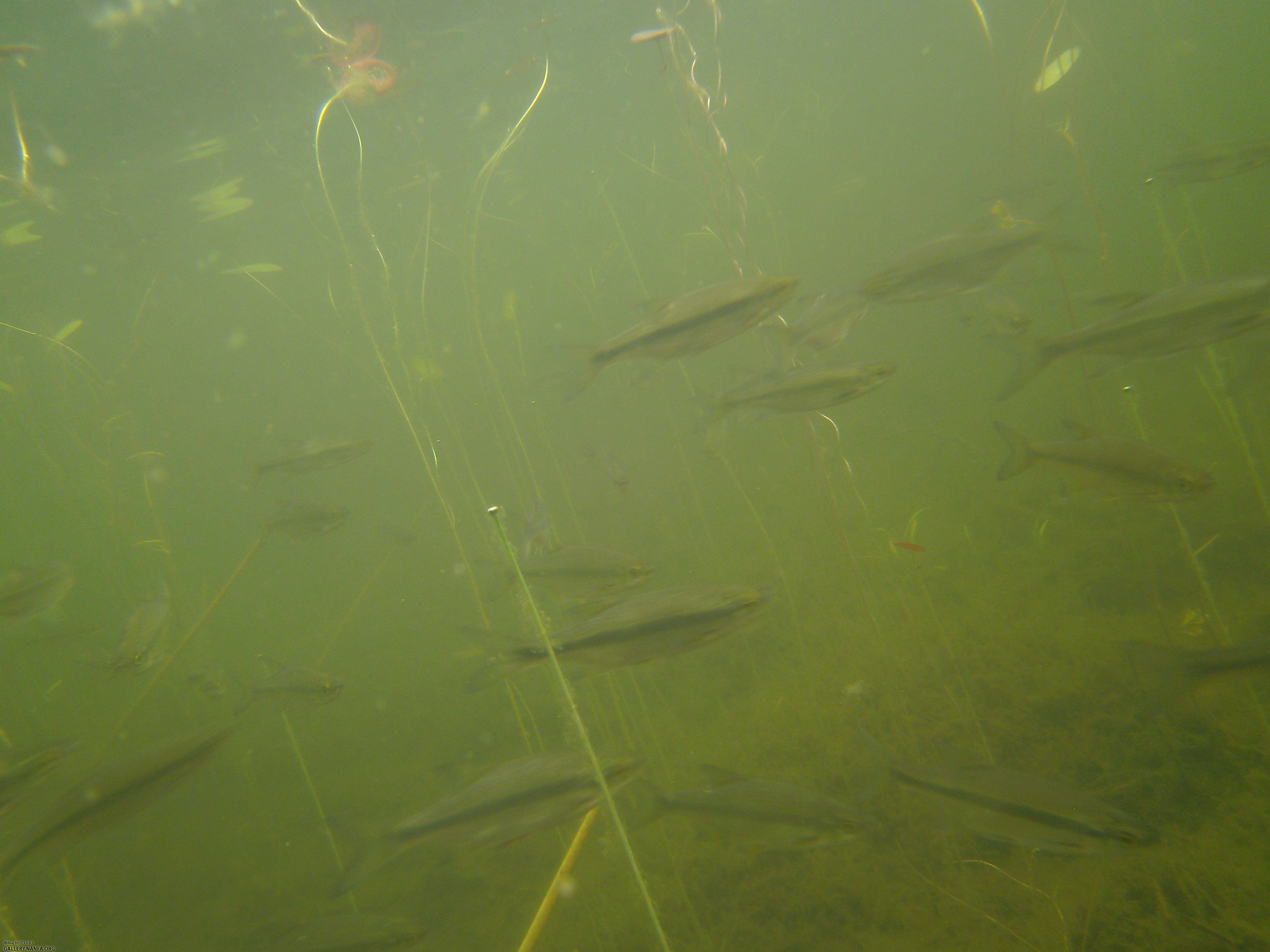 golden shiner 5