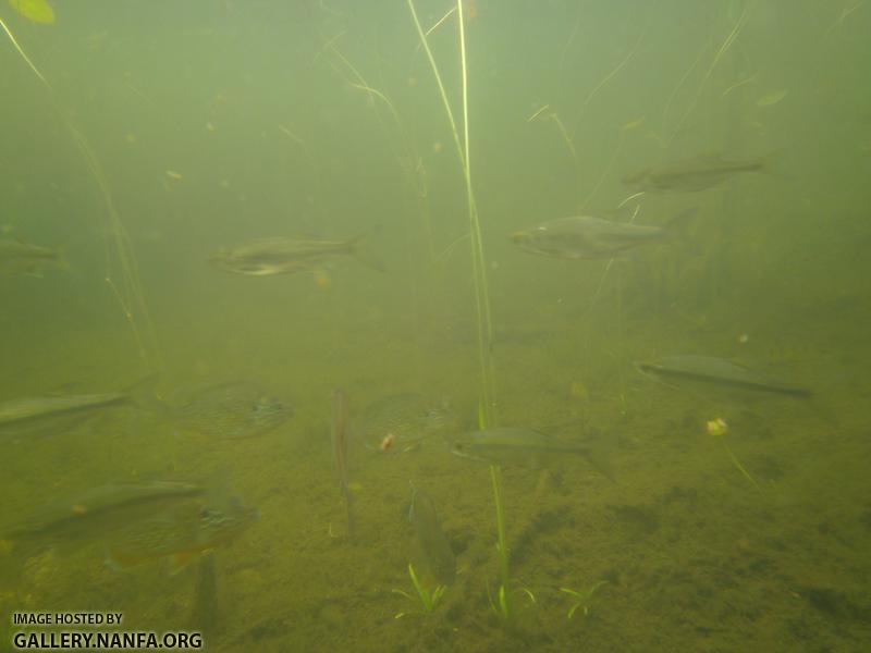 golden shiner and sunfish 2