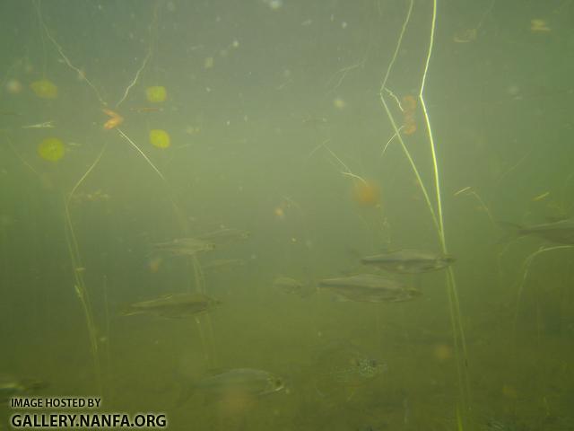 golden shiner and sunfish 3