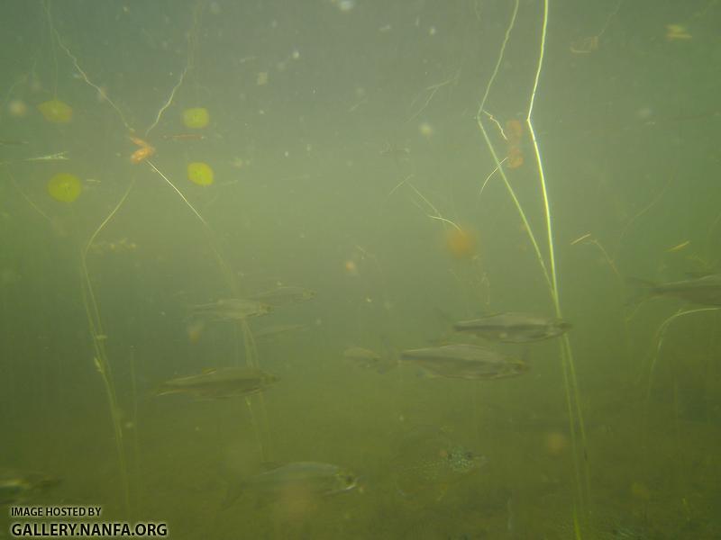 golden shiner and sunfish 3