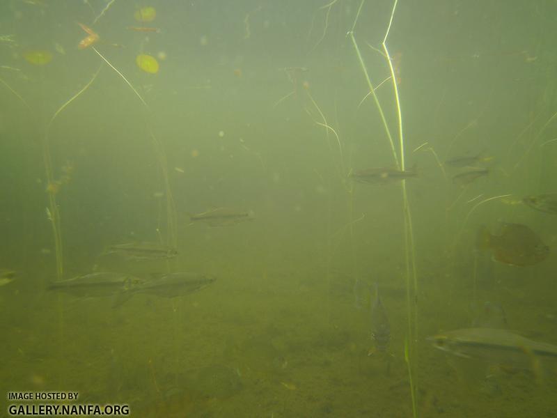 golden shiner and sunfish 4