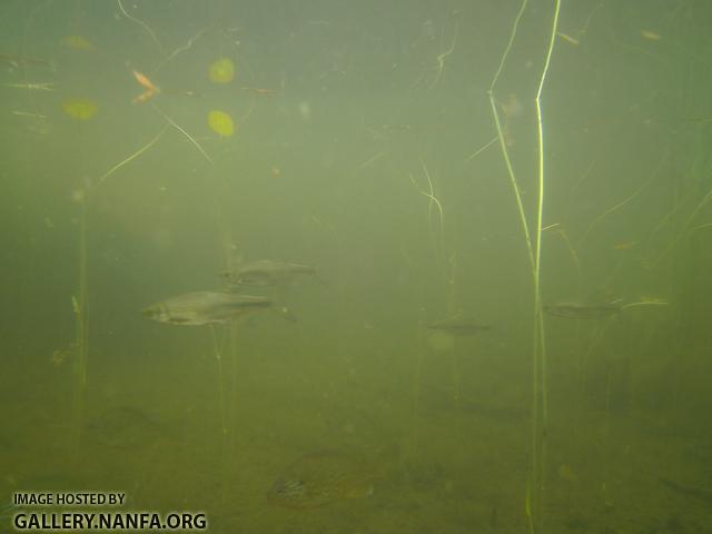 golden shiner and sunfish 5