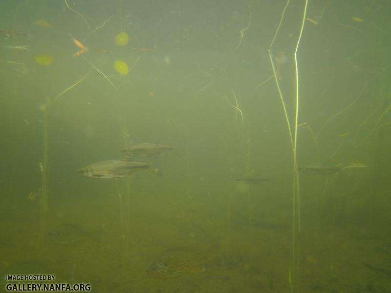 golden shiner and sunfish 5