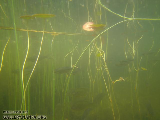 golden shiner and sunfish 7