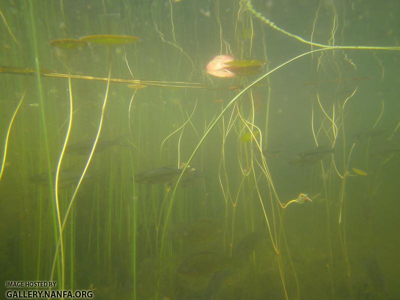 golden shiner and sunfish 7