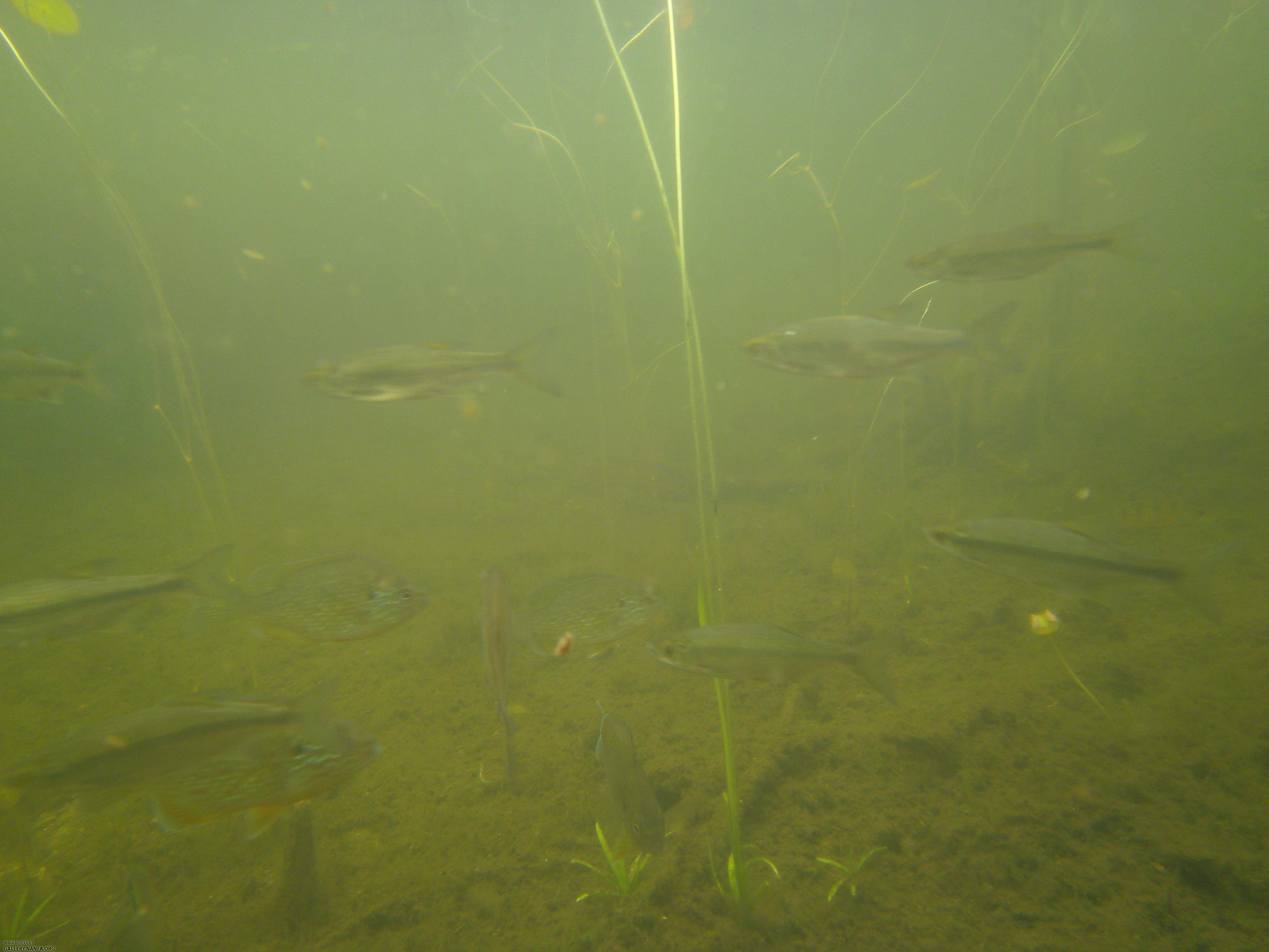 golden shiner and sunfish 2