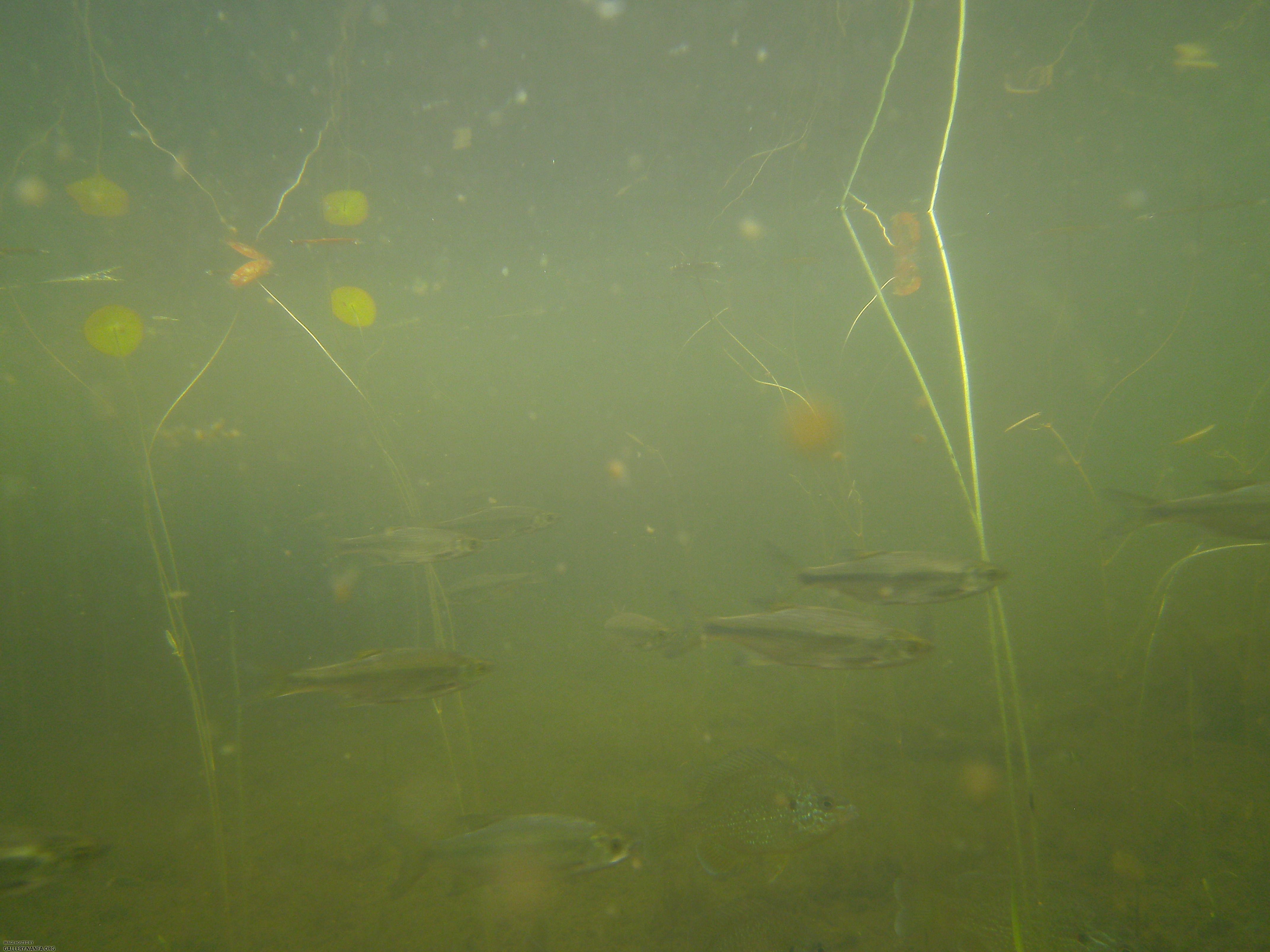 golden shiner and sunfish 3