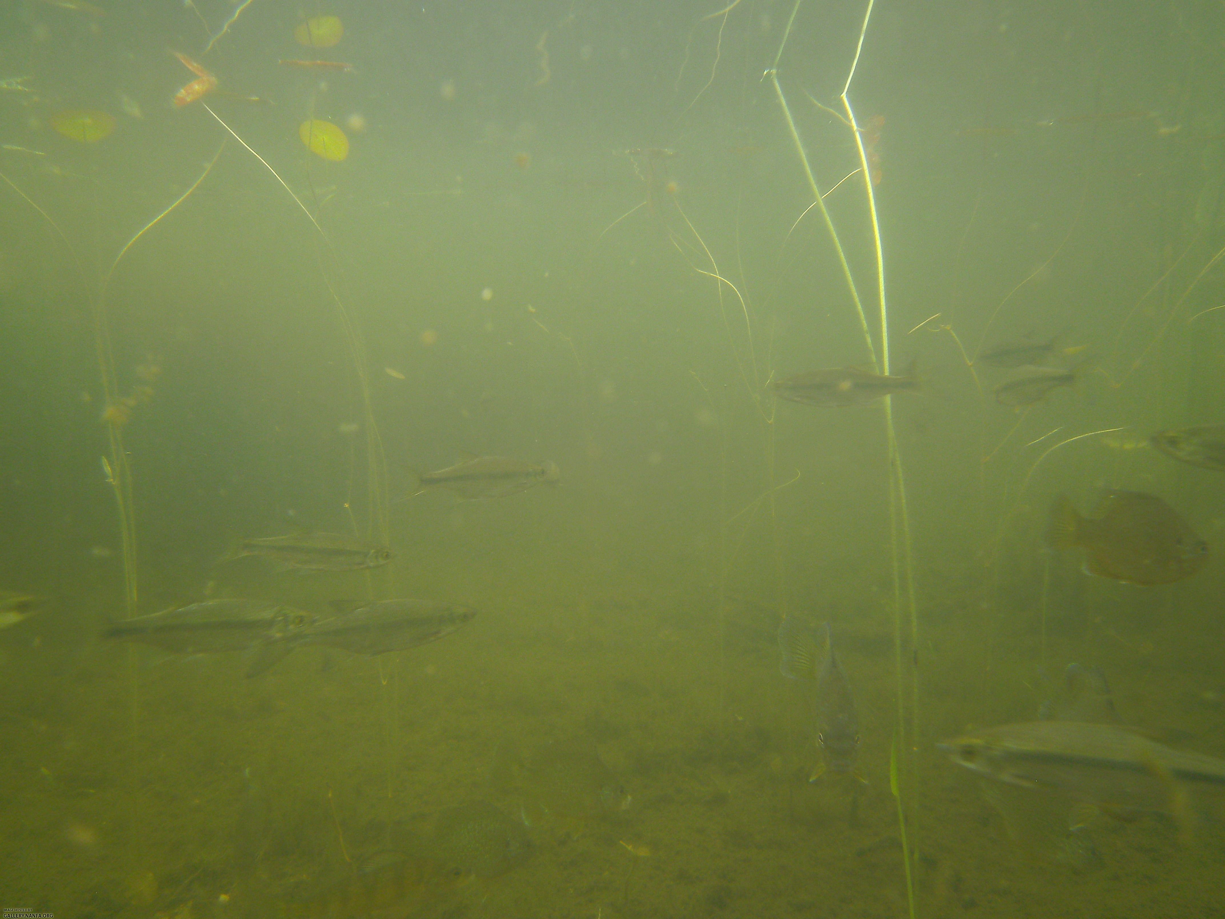 golden shiner and sunfish 4