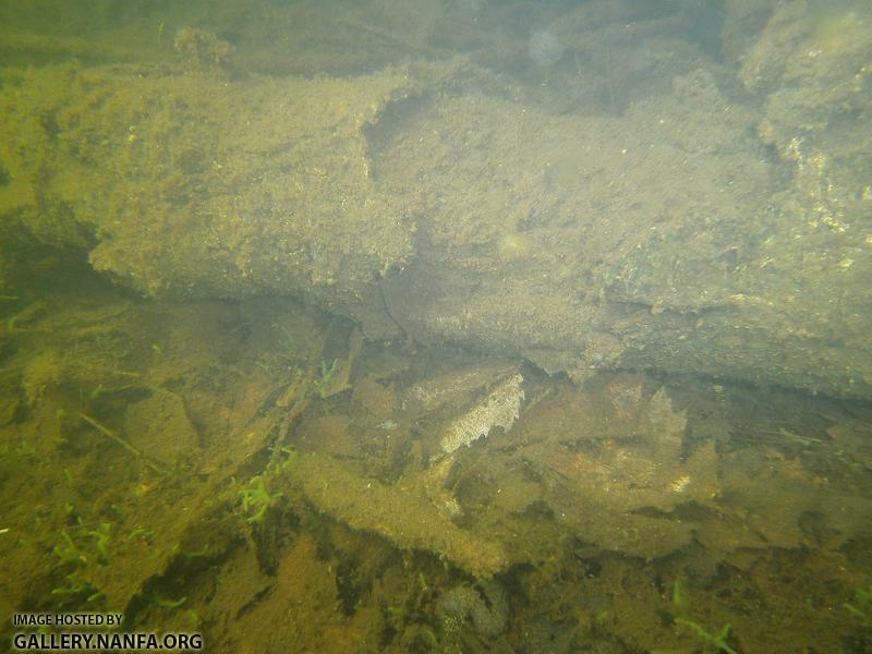 log newt