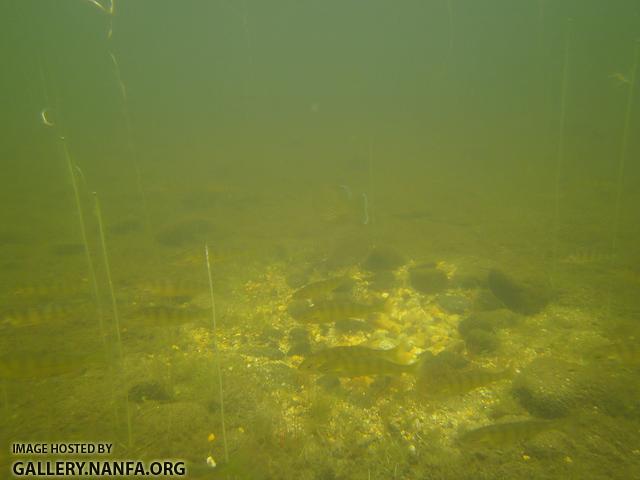 nest perch and sunfish