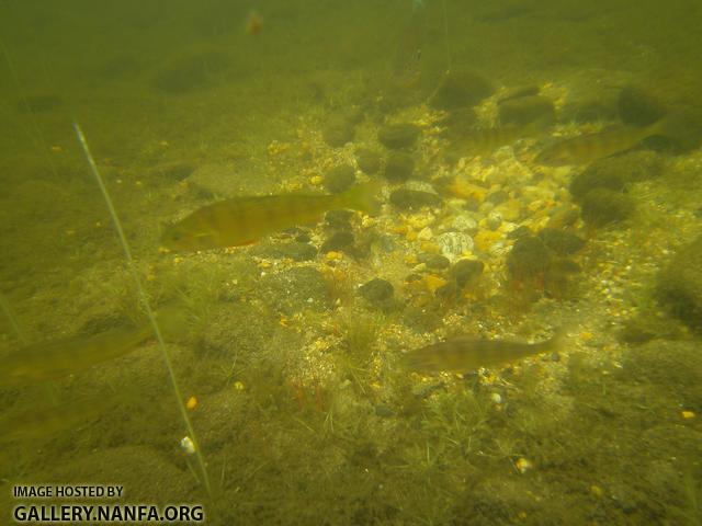 nest perch and sunfish 2